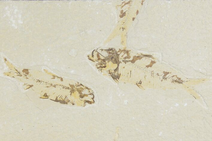 Two Detailed Fossil Fish (Knightia) - Wyoming #177362